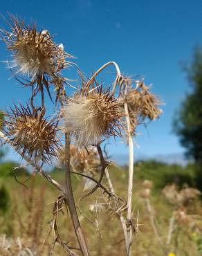 Fotografia 14 da espécie Galactites tomentosa no Jardim Botânico UTAD