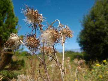 Fotografia da espécie Galactites tomentosa