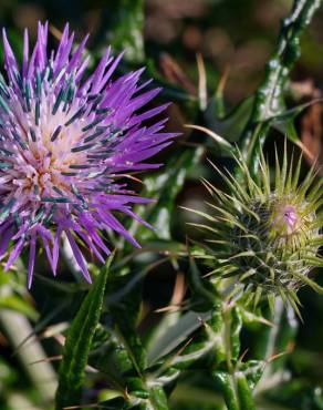 Fotografia 18 da espécie Galactites tomentosa no Jardim Botânico UTAD