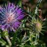 Fotografia 18 da espécie Galactites tomentosa do Jardim Botânico UTAD