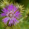 Fotografia 19 da espécie Galactites tomentosa do Jardim Botânico UTAD