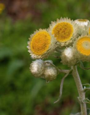 Fotografia 14 da espécie Helichrysum foetidum no Jardim Botânico UTAD