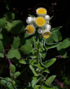 Fotografia 18 da espécie Helichrysum foetidum no Jardim Botânico UTAD