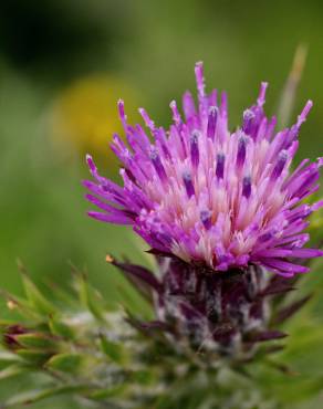 Fotografia 9 da espécie Carduus tenuiflorus no Jardim Botânico UTAD