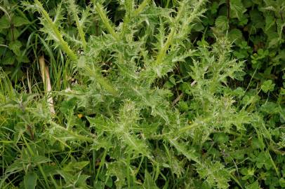 Fotografia da espécie Carduus tenuiflorus