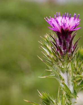 Fotografia 14 da espécie Carduus tenuiflorus no Jardim Botânico UTAD