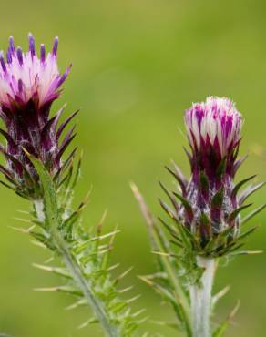 Fotografia 15 da espécie Carduus tenuiflorus no Jardim Botânico UTAD