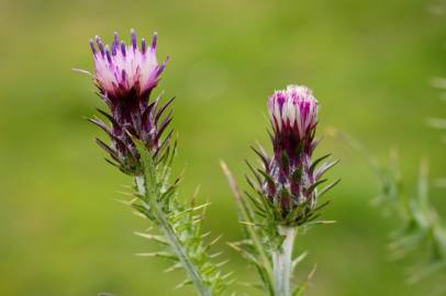 Fotografia da espécie Carduus tenuiflorus