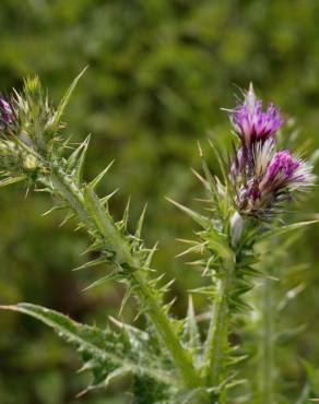 Fotografia 16 da espécie Carduus tenuiflorus no Jardim Botânico UTAD