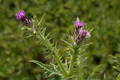 Fotografia da espécie Carduus tenuiflorus