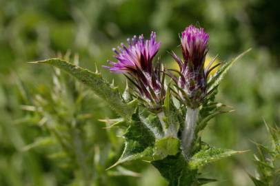 Fotografia da espécie Carduus tenuiflorus