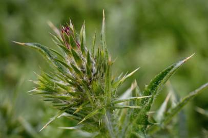 Fotografia da espécie Carduus tenuiflorus