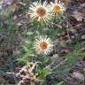 Fotografia 5 da espécie Carlina corymbosa do Jardim Botânico UTAD