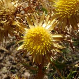 Fotografia da espécie Carlina corymbosa