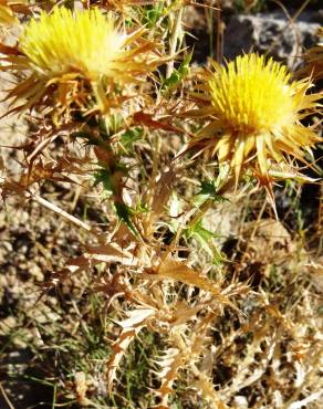 Fotografia 12 da espécie Carlina corymbosa no Jardim Botânico UTAD