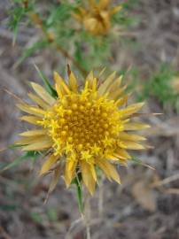 Fotografia da espécie Carlina corymbosa