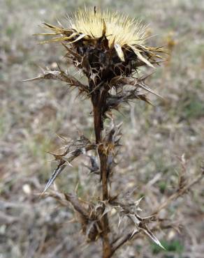 Fotografia 19 da espécie Carlina corymbosa no Jardim Botânico UTAD