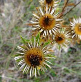 Fotografia da espécie Carlina corymbosa