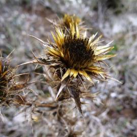 Fotografia da espécie Carlina corymbosa