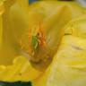 Fotografia 12 da espécie Glaucium flavum do Jardim Botânico UTAD