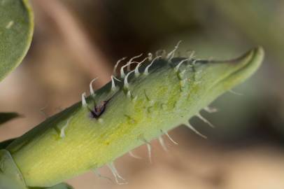 Fotografia da espécie Glaucium flavum