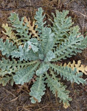 Fotografia 14 da espécie Glaucium flavum no Jardim Botânico UTAD