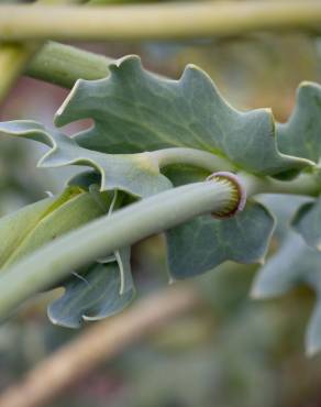 Fotografia 17 da espécie Glaucium flavum no Jardim Botânico UTAD