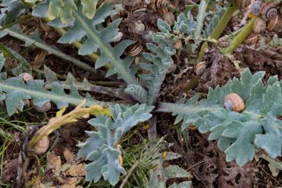 Fotografia da espécie Glaucium flavum