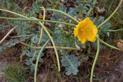 Fotografia da espécie Glaucium flavum