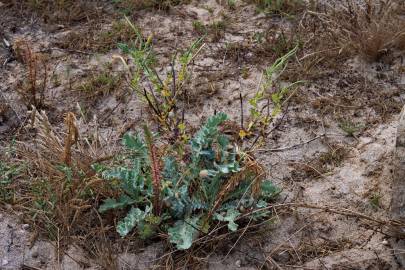 Fotografia da espécie Glaucium flavum