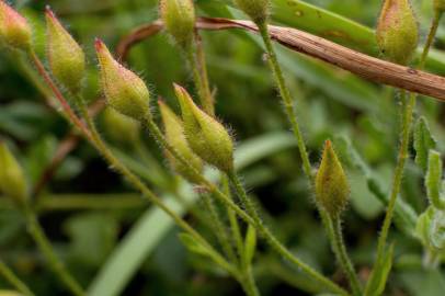 Fotografia da espécie Halimium lasianthum subesp. alyssoides