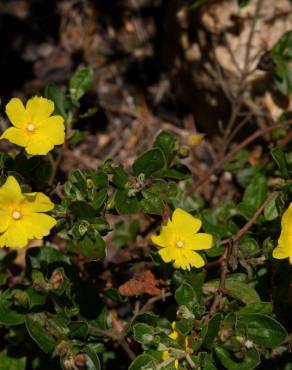 Fotografia 11 da espécie Halimium lasianthum subesp. alyssoides no Jardim Botânico UTAD