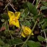 Fotografia 12 da espécie Halimium lasianthum subesp. alyssoides do Jardim Botânico UTAD