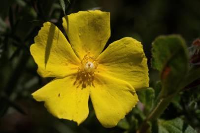 Fotografia da espécie Halimium lasianthum subesp. alyssoides