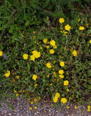 Fotografia 16 da espécie Halimium lasianthum subesp. alyssoides no Jardim Botânico UTAD