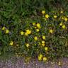 Fotografia 16 da espécie Halimium lasianthum subesp. alyssoides do Jardim Botânico UTAD