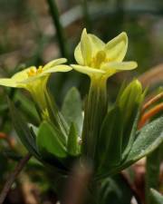 Fotografia da espécie Centaurium maritimum