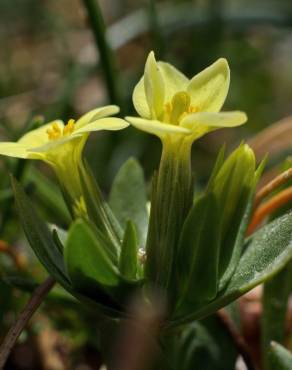 Fotografia 1 da espécie Centaurium maritimum no Jardim Botânico UTAD