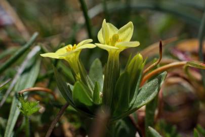 Fotografia da espécie Centaurium maritimum