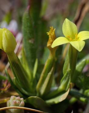 Fotografia 5 da espécie Centaurium maritimum no Jardim Botânico UTAD