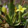 Fotografia 5 da espécie Centaurium maritimum do Jardim Botânico UTAD