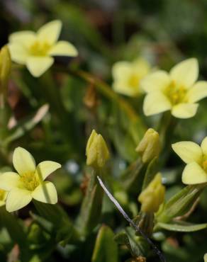 Fotografia 6 da espécie Centaurium maritimum no Jardim Botânico UTAD