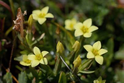 Fotografia da espécie Centaurium maritimum