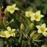 Fotografia 6 da espécie Centaurium maritimum do Jardim Botânico UTAD