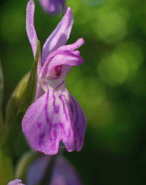 Fotografia 8 da espécie Dactylorhiza elata no Jardim Botânico UTAD