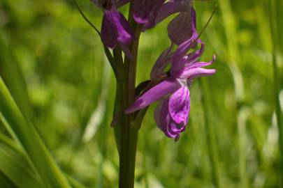 Fotografia da espécie Dactylorhiza elata