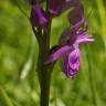 Fotografia 10 da espécie Dactylorhiza elata do Jardim Botânico UTAD