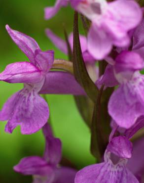 Fotografia 11 da espécie Dactylorhiza elata no Jardim Botânico UTAD