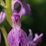 Fotografia 12 da espécie Dactylorhiza elata do Jardim Botânico UTAD