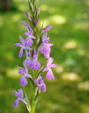 Fotografia 13 da espécie Dactylorhiza elata no Jardim Botânico UTAD